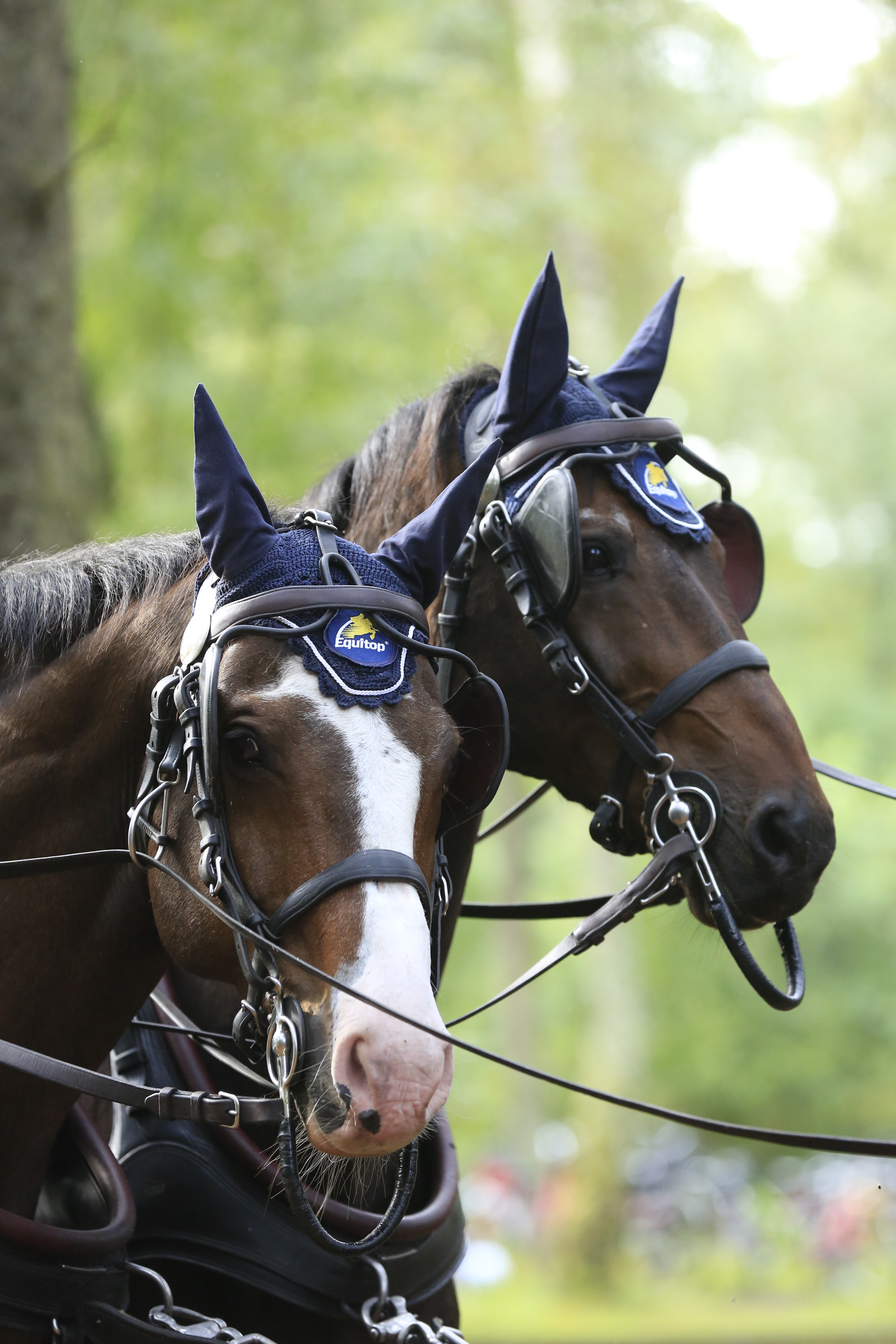 equitop horses